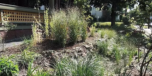 Plantas Nativas \/ Native Plants