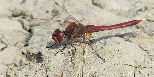 Members Event: Discover the Damselflies and Dragonflies of West Rise Marsh
