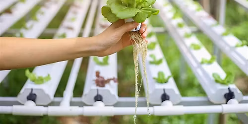 Atlantis Hydroponics - Hydroponics 101- Includes Kratky Jar with plant