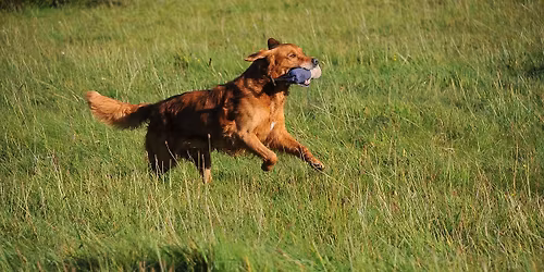 DRK Pr\u00f8ver Alle klasser - Sk\u00f8rping