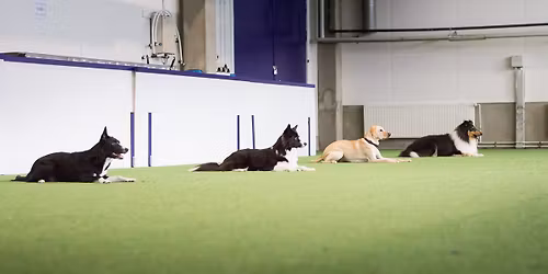 Tokokoe su 21.12.2025 (piirinmestaruus, bouviermestaruus)