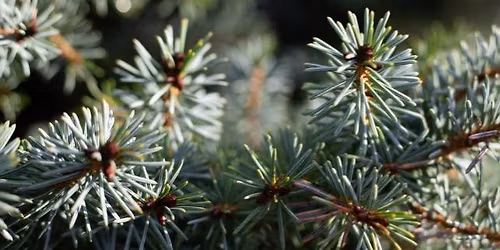 Workshop - Het verwerken van je kerstboom