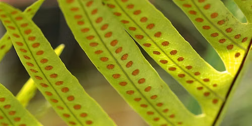 Genetics and Reproduction of Plants