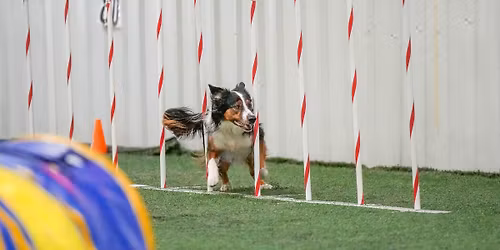 CPE Agility Trial!!!