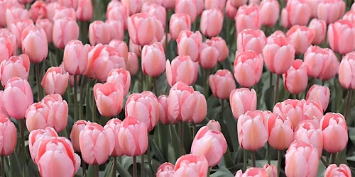 Spring Chamber & Viola Concert