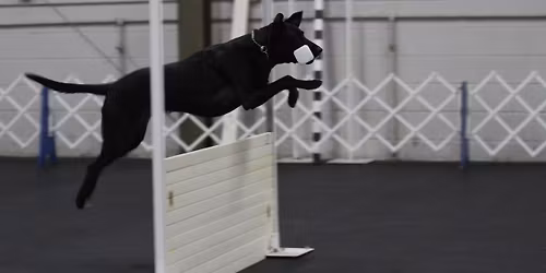 AKC January Obedience Trial