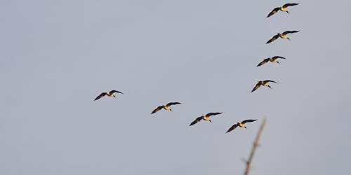 Nature Play Day: Migration
