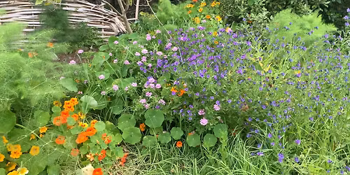 Spring Flowers - Pollinators and Companions for Garden Health