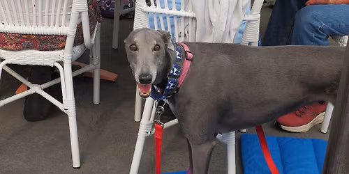 Sunny Coast Hound Breakfast at The White Picket Fence Cafe, Caloundra