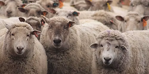 Silver Willow Fibre Festival