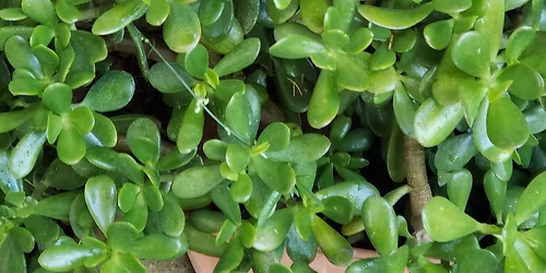 Modesto Plant Exchange Swap Time