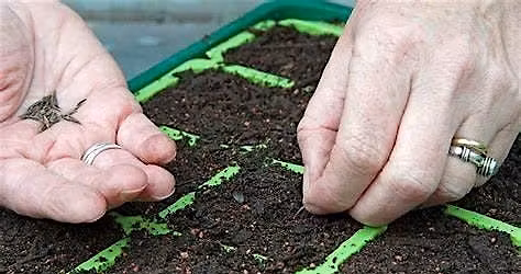 Seed Sowing Workshop