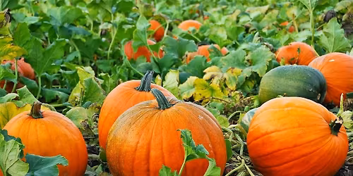 Thanksgiving Market & more
