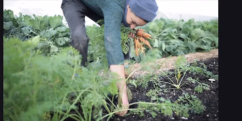 Veg Growers Circle: Seasonal Vegetable Growing Course (4 Workshops)