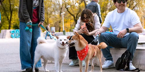 SHIBAILANDO - Primul Shiba Inu Meet&Fiesta din Europa\ud83c\udf89