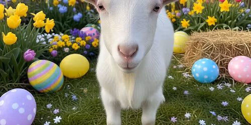 Easter forest fun at Herbie\u2019s Hideaway 