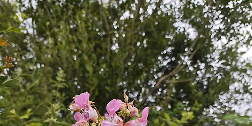 Himalayan Balsam Bash \u2013 Ardtrasna