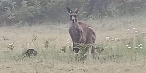 Blue Mountains World Kangaroo Day Conference