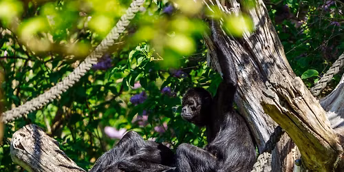 Die Arbeit der Umweltschutzorganisation Jocotoco