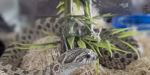 Responsible Pet Ownership: Keeping Snakes