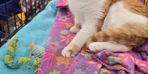 Father's Day Adoption Event - White Marsh
