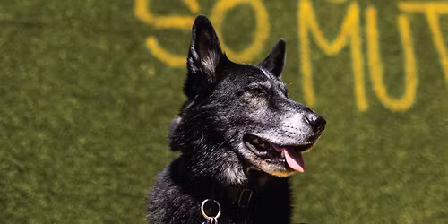 Breed Meetup: German Shepherds