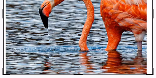 BirdEd - Photography to Enhance Your Birding Experience