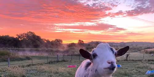 Goat breeding and reproduction workshop