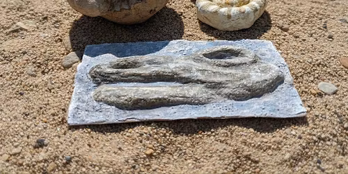 Fossil Making - Kids Craft Workshop