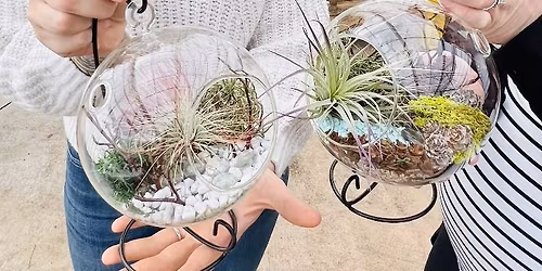 Air Plant Terrarium Workshop\ud83e\udeb4