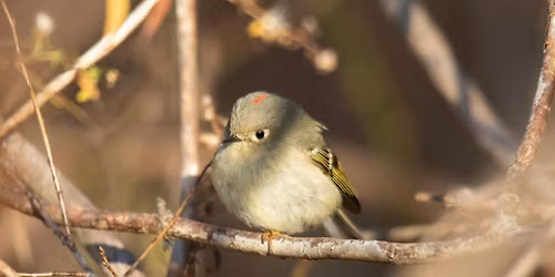 Guided Bird Hike at Short Hills - November Edition