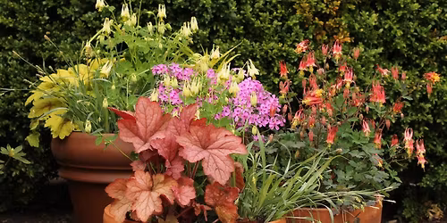 Designing and Planting Native Containers: Spring Section B