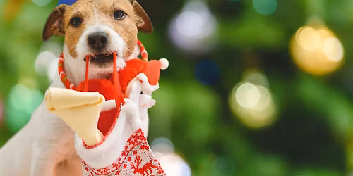 Holiday Stocking Making for Your Dog - Members Only!