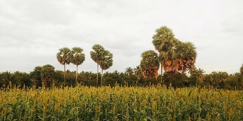 Millet Soir\u00e9e - Episode 2