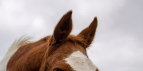 SMS Equestrian Halloween Showjumping (Clients only)