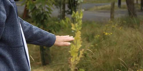 From community gardens to the river (11am)
