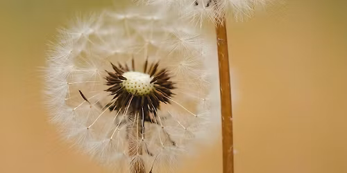 2nd Saturday: Dandelion Printmaking