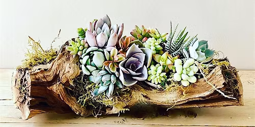 Living Succulent Driftwood Centerpiece Workshop