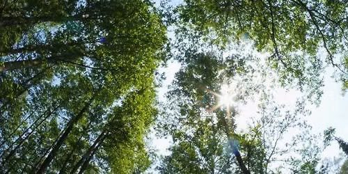 Forest Bathing