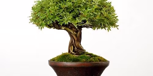 The Art of Bonsai - Winter Session