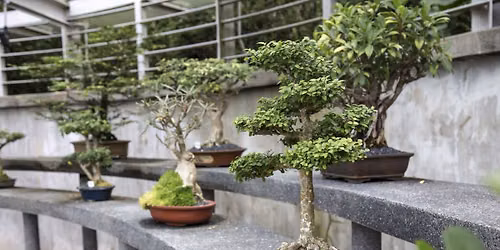 East Bay Bonsai Society 2026 Bonsai Auction