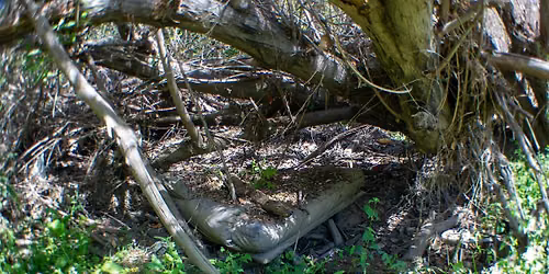 Midweek  Cleanup on Guadalupe River Park at Skyport Drive