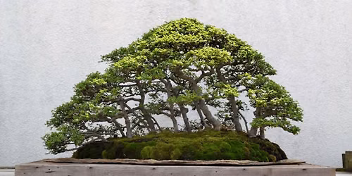 Nashville Bonsai Society Annual Club Show