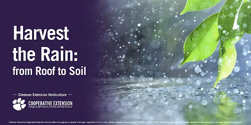 Harvest the Rain: From Roof to Soil