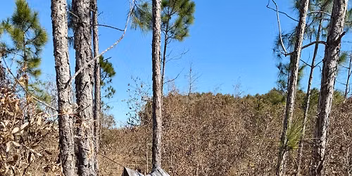 Wildlife Warriors: Rooted Survival 