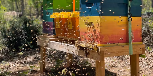 Intro to Natural Beekeeping - Adult Classes 