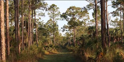 Guided Walk: CREW Cypress Dome Trails (White Trail)