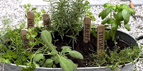 Medicinal Herb Garden