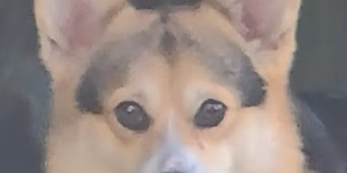 Blackhawk Wellington Corgi Races on November 15, 2025