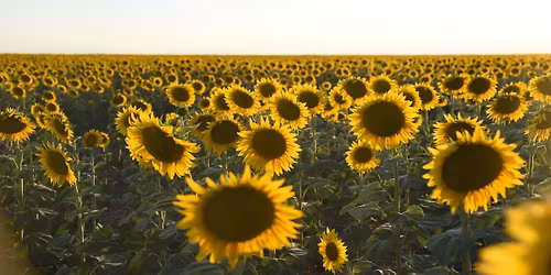 2nd Annual Science Fest